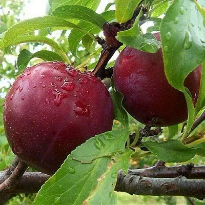 Слива КЛЕОПАТРА  Слива КЛЕОПАТРА в Подольске