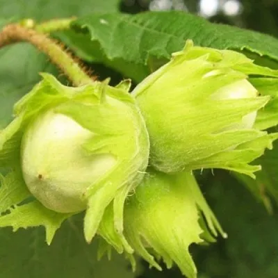 Фундук КАТАЛОНСКИЙ  Фундук КАТАЛОНСКИЙ в Подольске