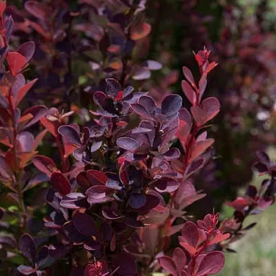 Барбарис ХЕЛМОНД ПИЛЛАР тунберга в Подольске