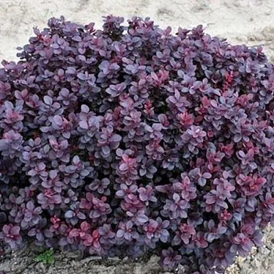 Барбарис КОНКОРД тунберга  Барбарис КОНКОРД тунберга в Подольске