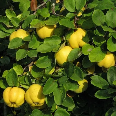 Айва в Подольске