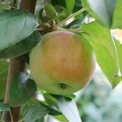 Яблоня ПОДСНЕЖНИК стелющаяся в Подольске