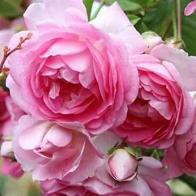 Саженцы роз ЖАСМИНА плетистая  Саженцы роз ЖАСМИНА плетистая в Подольске