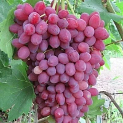 Виноград КИШМИШ ВЕЛЕС в Подольске