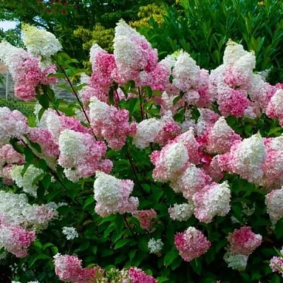 Гортензия  Гортензия в Подольске