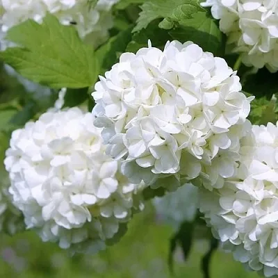 Калина декоративная  Калина декоративная в Подольске