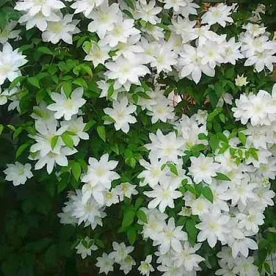 Клематис ТОКИ  Клематис ТОКИ в Подольске