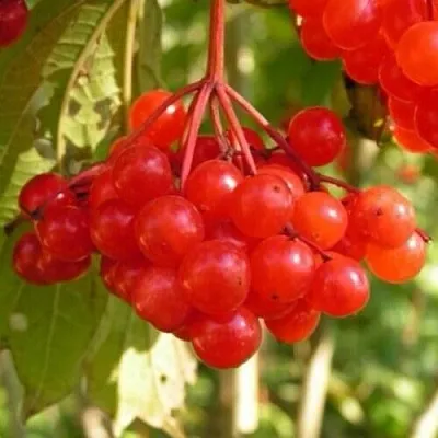 Калина ПАМЯТИ ВАЛЕНТИНЫ  Калина ПАМЯТИ ВАЛЕНТИНЫ в Подольске