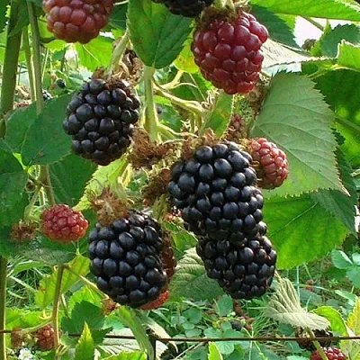 Ежевика ЧЕСТЕР бесшипная  Ежевика ЧЕСТЕР бесшипная в Подольске