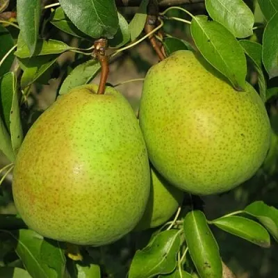 Груша НАЙТ-ВЕРТ колонновидная  Груша НАЙТ-ВЕРТ колонновидная в Подольске