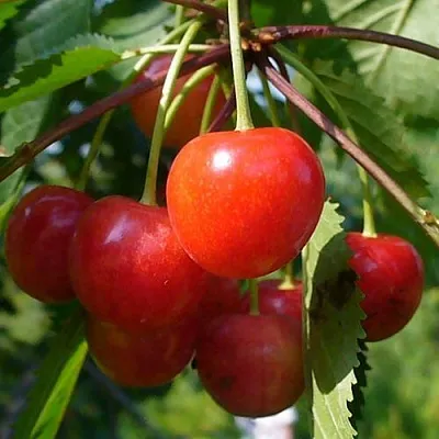 Черешня ФАТЕЖ  Черешня ФАТЕЖ в Подольске