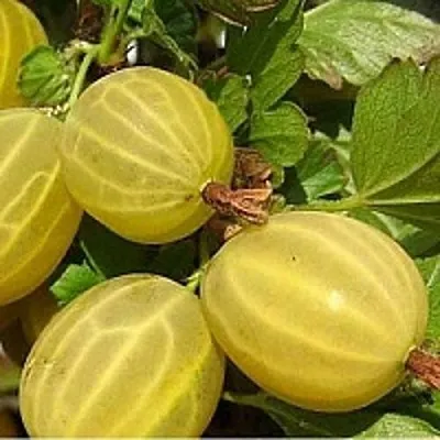 Крыжовник ЯРОВОЙ  Крыжовник ЯРОВОЙ в Подольске