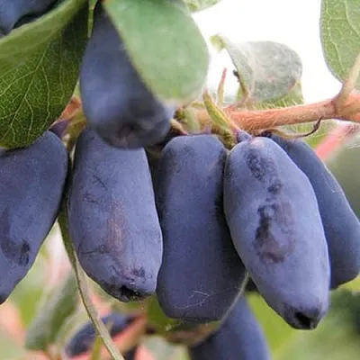 Жимолость съедобная ЛАКОМКА в Подольске