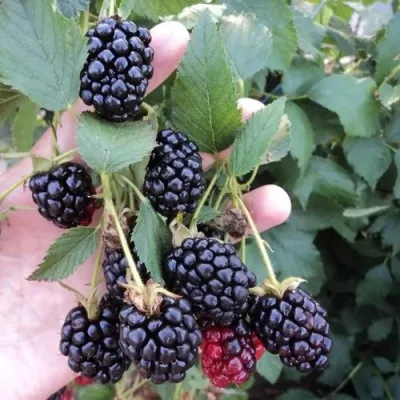 Ежевика ОУАЧИТА бесшипная — описание сорта Ежевика ОУАЧИТА бесшипная в Подольске