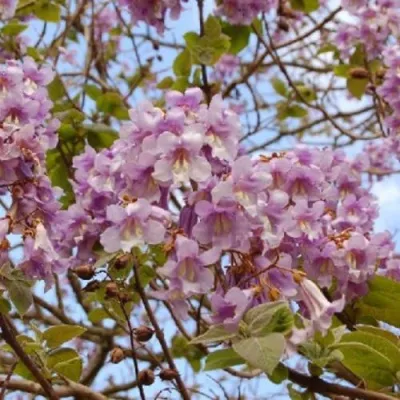 Павлония ПАО ТОГН Z07 — описание сорта Павлония ПАО ТОГН Z07 в Подольске