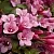 Вейгела ФЛОРИДА в Подольске
