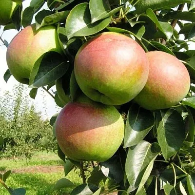 Груша КУПАЛА в Подольске