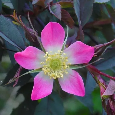 Саженцы роз сизая — описание сорта Саженцы роз сизая в Подольске