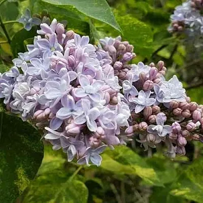 Сирень АУКУБАФОЛИЯ  Сирень АУКУБАФОЛИЯ в Подольске