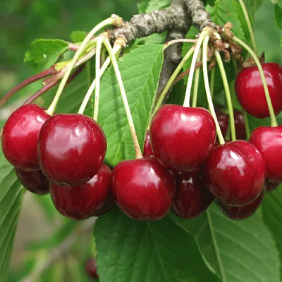 Черешня ГРОНКОВАЯ  Черешня ГРОНКОВАЯ в Подольске