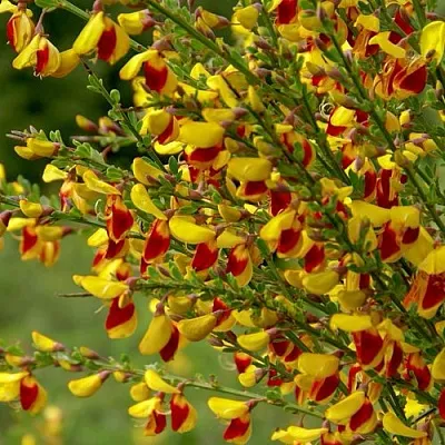 Ракитник  Ракитник в Подольске