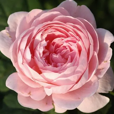 Саженцы роз КУИН ОФ СУИДЕН английская  Саженцы роз КУИН ОФ СУИДЕН английская в Подольске