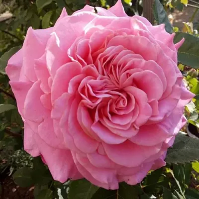 Саженцы роз ЭШЛИ чайно-гибридная — описание сорта Саженцы роз ЭШЛИ чайно-гибридная в Подольске