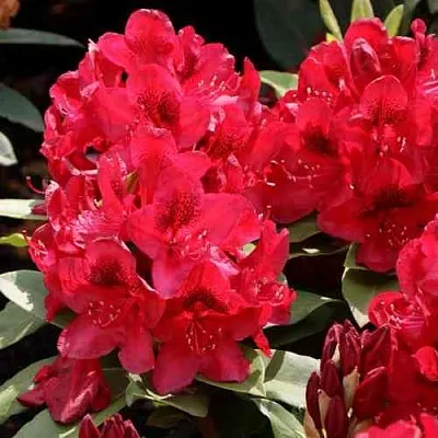 Рододендрон МАТАДОР  Рододендрон МАТАДОР в Подольске