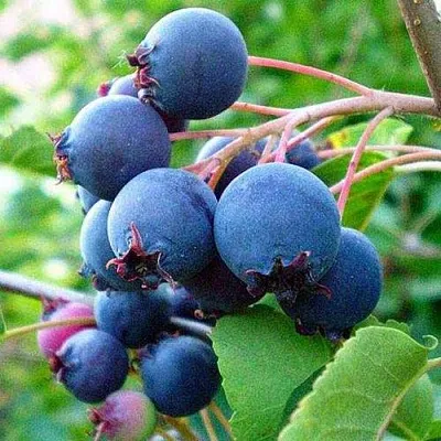 Ирга ПЕМБИНА в Подольске