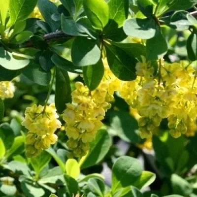 Барбарис ИНДИАН САММЕР   Барбарис ИНДИАН САММЕР  в Подольске