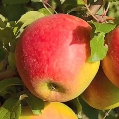 Яблоня САКАВИТА в Подольске