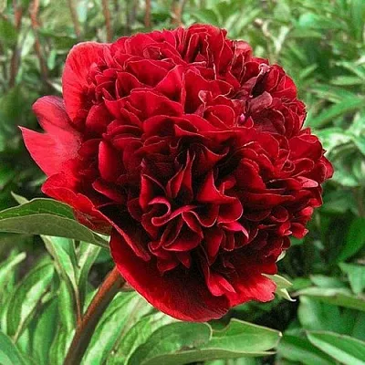 Пион РЕД ГРЕЙС травянистый в Подольске