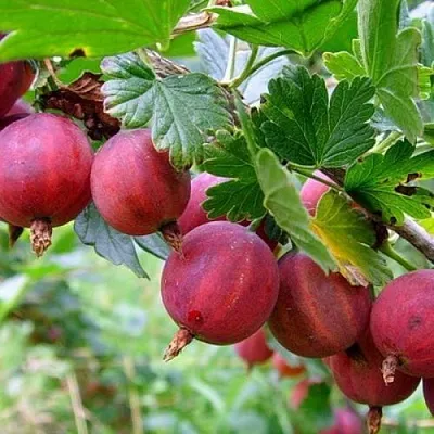 Крыжовник КРАСНОСЛАВЯНСКИЙ  Крыжовник КРАСНОСЛАВЯНСКИЙ в Подольске