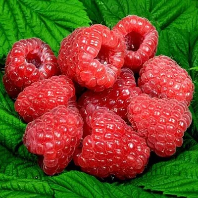 Саженцы малины оптом в Подольске