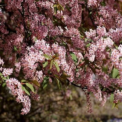 Черемуха  Черемуха в Подольске
