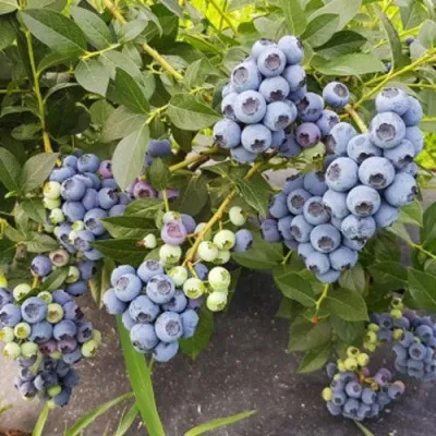 Голубика ОСОРНО — описание сорта Голубика ОСОРНО в Подольске