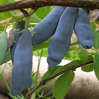 Жимолость съедобная ЛЕНИНГРАДСКИЙ ВЕЛИКАН в Подольске