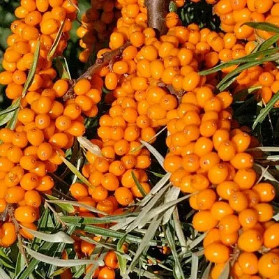 Облепиха ЕЛИЗАВЕТА в Подольске