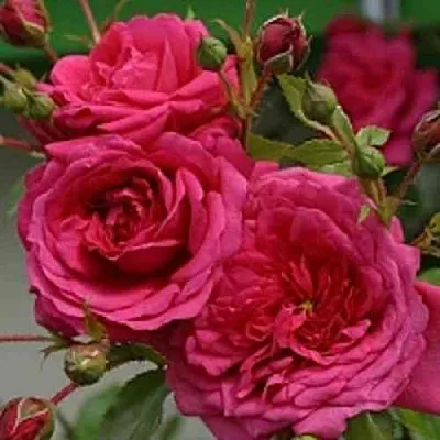 Саженцы роз ЛАГУНА плетистая  Саженцы роз ЛАГУНА плетистая в Подольске