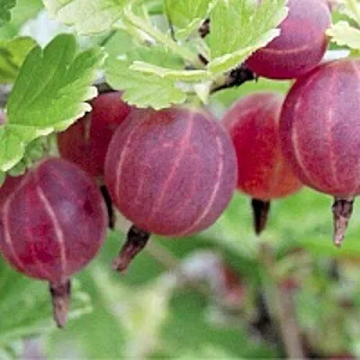 Крыжовник РАВОЛТ  Крыжовник РАВОЛТ в Подольске