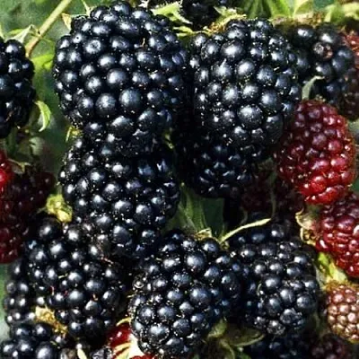 Ежевика ЭВЕРГРИН бесшипная  Ежевика ЭВЕРГРИН бесшипная в Подольске