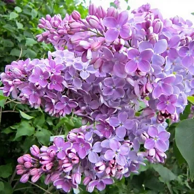 Сирень ОЛЯ  Сирень ОЛЯ в Подольске