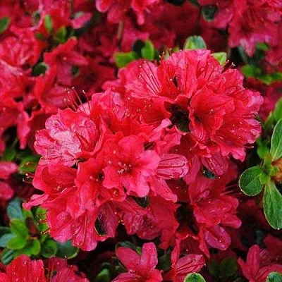 Азалия ХИНО КРИМСОН японская  Азалия ХИНО КРИМСОН японская в Подольске