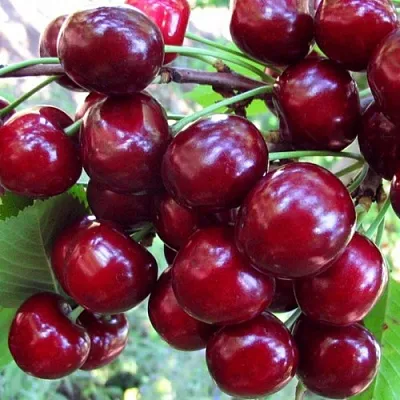 Вишня ЖУКОВСКАЯ в Подольске