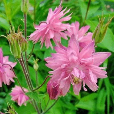 Аквилегия БАРЛОУ ПИНК гибрид МакКаны — описание сорта Аквилегия БАРЛОУ ПИНК гибрид МакКаны в Подольске