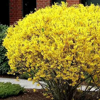 Форзиция ЛИНВУД  Форзиция ЛИНВУД в Подольске