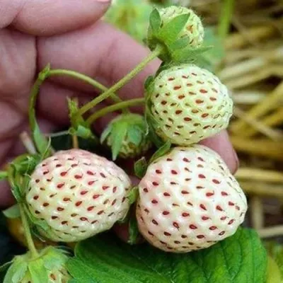 Клубника АНАНАСА ремонтантная — описание сорта Клубника АНАНАСА ремонтантная в Подольске