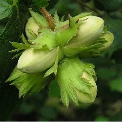 Фундук ТАМБОВСКИЙ ПОЗДНИЙ  Фундук ТАМБОВСКИЙ ПОЗДНИЙ в Подольске