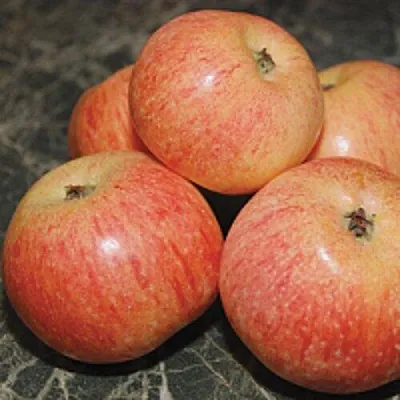 Яблоня КОНФЕТНОЕ  Яблоня КОНФЕТНОЕ в Подольске