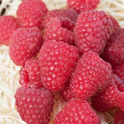 Малина МАРАСТАР  Малина МАРАСТАР в Подольске